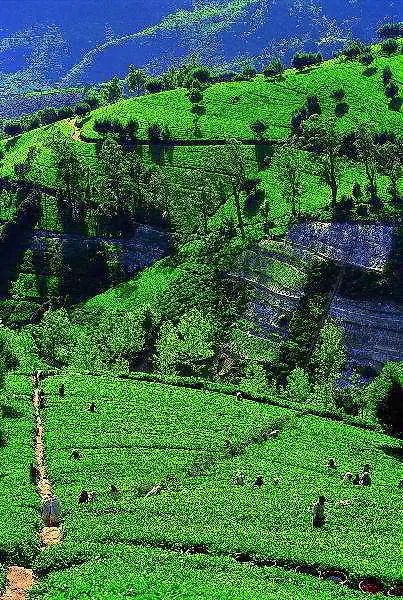 فندق Royal Hills نوفارا إيلِيا